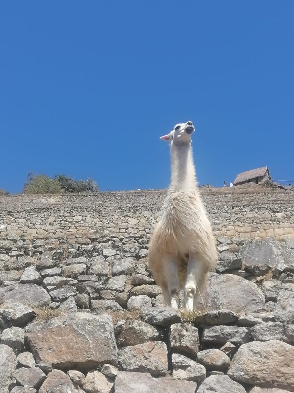LLAMA-CUSCO LLAMA-CUSCO